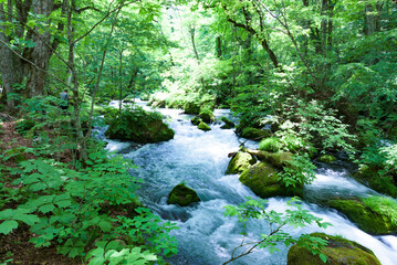 Obraz premium Summer green colors of Oirase River, located at Towada, Aomori, Japan