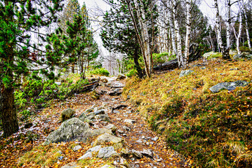 Autumn forest of Sant Maurici Lake with snowy path in Aigües Tortes National Park, in the Pyrenees of Lleida, Catalonia, Spain
