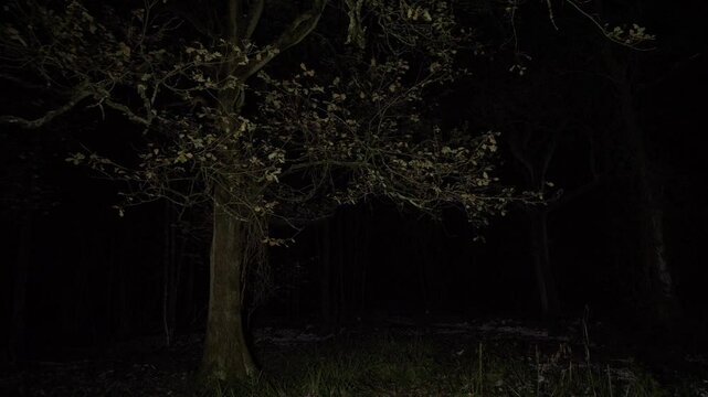 Slowly Moving Through a Dark Woodland with an Eerie Atmosphere and Lit Trees