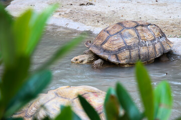 Big Turtles at the Zoo
