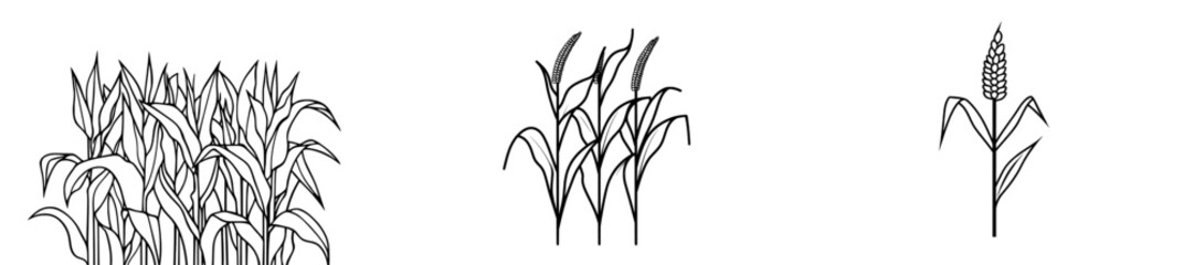 Naklejka premium A modern illustration of corn, drawn in a vintage engraving style.