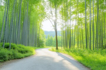 Naklejka premium Mindful Walking Through Lush Bamboo Forest Path Nature Scene Peaceful Environment