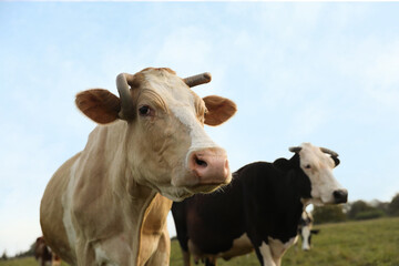 Beautiful cows grazing on pasture. Farm animal