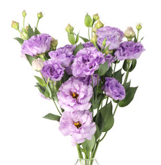Beautiful violet eustoma flowers with green leaves isolated on white