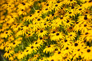 Deutschland, Nordrhein-Westfalen, Blühender Sonnenhut (Echinacea)