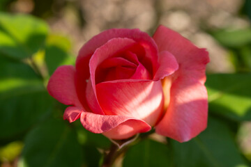 Deutschland, Nordrhein-Westfalen, Bl&uuml;te der Teehybrid-Rose