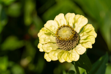 Deutschland, Nordrhein-Westfalen, Blühende Zinnie (Zinnia)