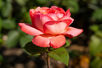 Deutschland, Nordrhein-Westfalen, Blüte der Teehybrid-Rose