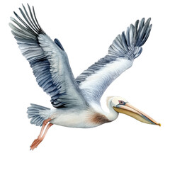 A majestic pelican in flight, showcasing its large wingspan and elegant features against a white isolated background.
