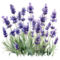 Obraz premium A vibrant display of lavender flowers with delicate purple blooms, surrounded by lush green foliage, perfect for nature-themed projects.