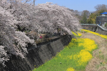 満開の桜と菜の花が咲き誇る残堀川(東京都)