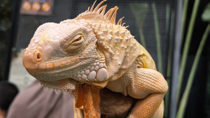 The lizards are kept in a glass tank.