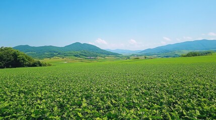 Lush, green soybean fields under clear sky