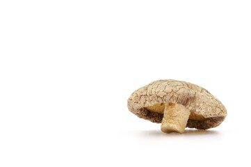 Dried Shiitake Mushroom on a white background
