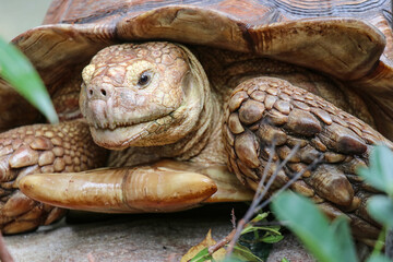 Obraz premium Giant Yellow-Footed Tortoise walking free on land. Big Turtles at the Zoo