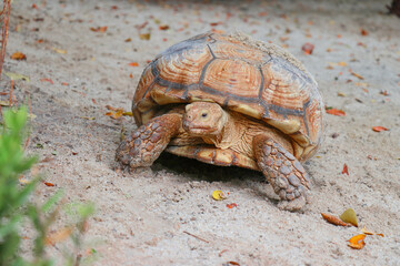 Giant Yellow-Footed Tortoise walking free on land. Big Turtles at the Zoo