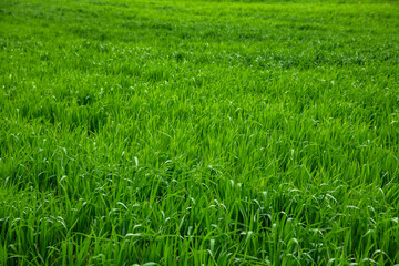 Field of green wheat in spring. Agriculture and farming. Wheat green sprout background