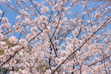 【素材イメージ】快晴の青空と満開の桜