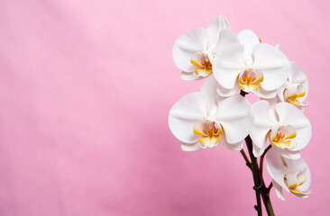 Fototapeta premium White orchid flowers on pink background, empty space for text, Mother's Day card.
