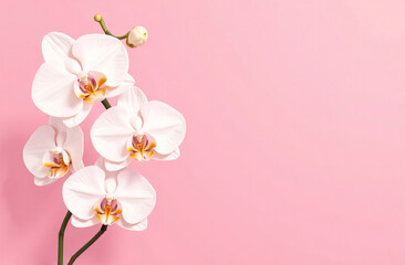 Fototapeta premium White orchid flowers on pink background, empty space for text, Mother's Day card.