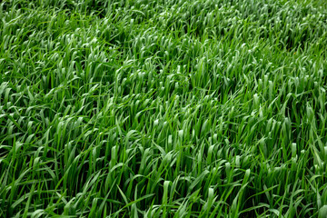 Field of green wheat in spring. Agriculture and farming. Wheat green sprout background.