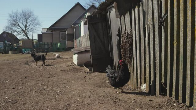 chickens in a chicken coop in a Russian village