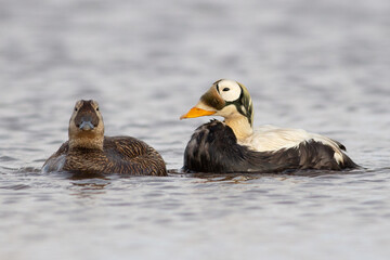 Pair of Spectacled Eider (male and female) on pond.