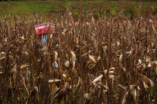 A hispanic man carrying a red basket of harvested produce through a brown cornfield in a farm in Georgia in late October