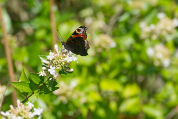 European peacock butterfly (Aglais io) sitting on a white flower in Zurich, Switzerland