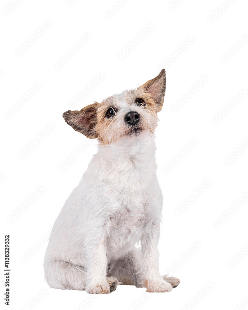 Poster smiling jack russel dog, sitting up facing front. looking up above camera. isolated cutout on a tran