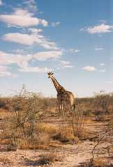 Giraffe in Etosha Park Namibia, blue sky