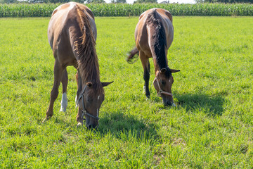 grazing horses