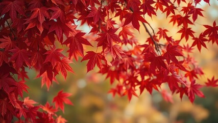 A vibrant display of fiery red maple leaves, their delicate edges catching the light, showcasing nature's breathtaking artistry in the fall season.