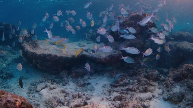 School of fish swim in the sea in the Maldives on sunset