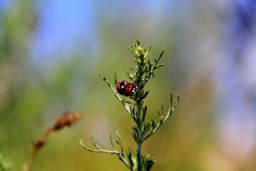 Ladybug on a plant