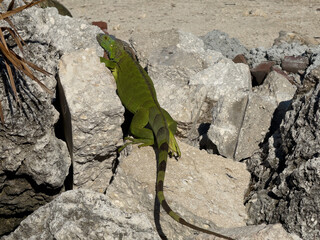 Green Iguana on the artificial harbor rocks near Islamorada in the Florida Keys