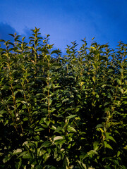 Edinburgh, Scotland, United Kingdom