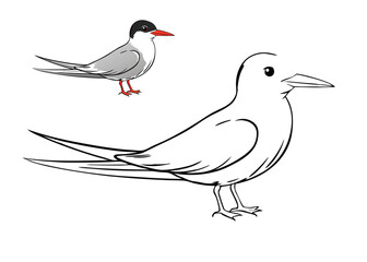 Obraz premium A Common Tern coloring page features a graceful seabird with a white body, gray wings, and a black cap. Its slender beak is bright orange, and it flies over water or perches on rocks.