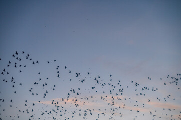 Starlings soaring through the sky during a murmuration