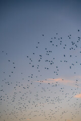Starlings soaring through the sky during a murmuration
