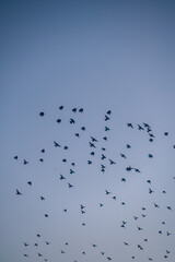 Obraz premium Starlings soaring through the sky during a murmuration