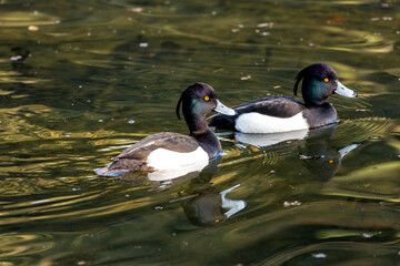 Male Tufted Duck (Aythya fuligula), often found in freshwater lakes, Phoenix Park, Dublin