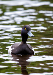 Male Tufted Duck (Aythya fuligula), often found in freshwater lakes, Phoenix Park, Dublin