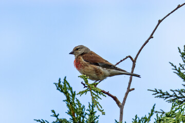 Male Linnet (Linaria cannabina), seen in open habitats like Turvey Nature Reserve, Dublin
