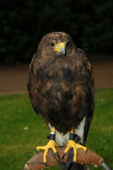 red tailed hawk buteo portret