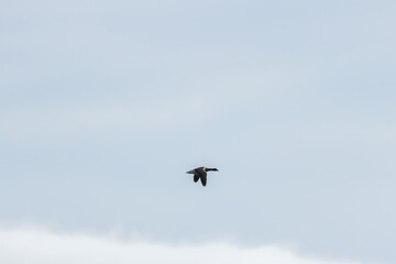 Brent Goose (Branta bernicla), common in coastal wetlands like Bull Island, Dublin