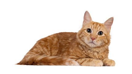 Obraz premium Young red house cat, laying down side ways. Looking straight to camera. Isolated cutout on a transparent background.
