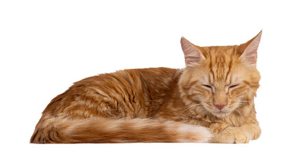 Young red house cat, laying down side ways. Sleeping with closed eyes. Isolated cutout on a transparent background.