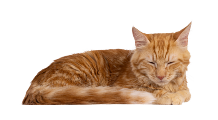 Young red house cat, laying down side ways. Sleeping with closed eyes. Isolated cutout on a transparent background.