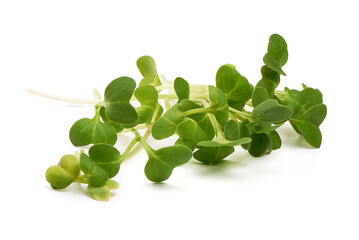 Fresh radish microgreen, isolated on white background.